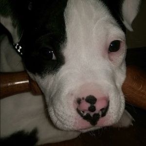 Meet your Posher, Laurel